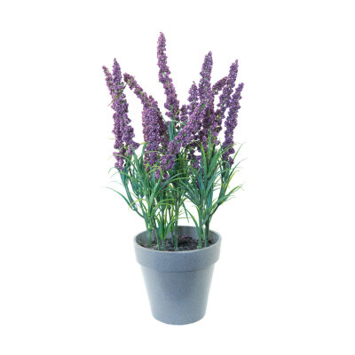 Lavendel