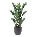 Zamioculcas zamiifolia Pflanze 84 Blätter, aus...