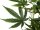 EUROPALMS Cannabis-plant, artificial plant, 150cm