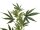 EUROPALMS Cannabis-spra, artificial plant, 90cm