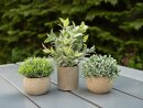 EUROPALMS Table plants in pots, artificial plant, Set of 3