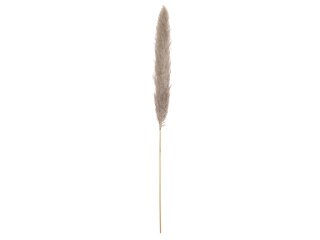 JOLIPA Pampas Grass Branch, dried, natural, 137cm