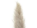 JOLIPA Pampas Grass Branch, dried, natural, 137cm