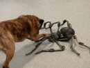 EUROPALMS Halloween Monsterspider ca. 130cm