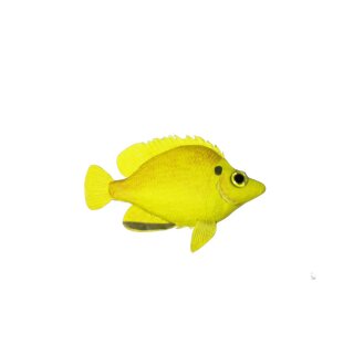 Fisch Tropic gelb, 16 x 10 cm