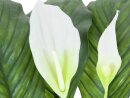 EUROPALMS Spathiphyllum deluxe, künstlich, 83cm