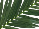 EUROPALMS Coconut King Palm Branch, artificial, 150cm