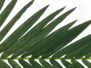 EUROPALMS Coconut King Palm Branch, artificial, 150cm