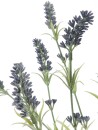 EUROPALMS Lavender bush, artificial, 61cm